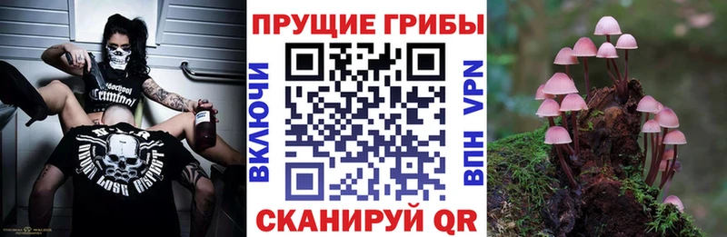 Галлюциногенные грибы Psilocybe  Киселёвск 